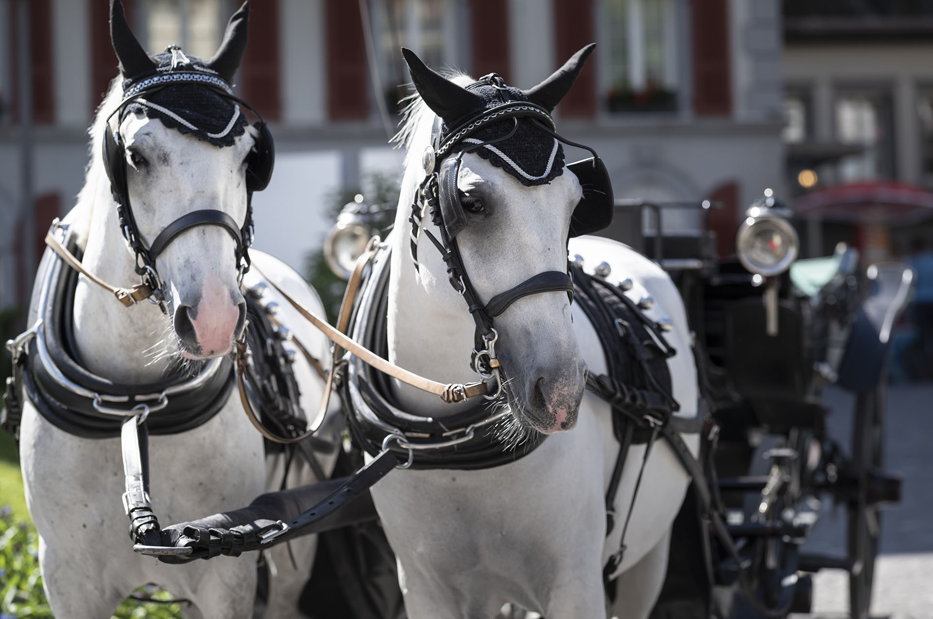 Lippizan Horses - Grand Hotel Zermatterhof